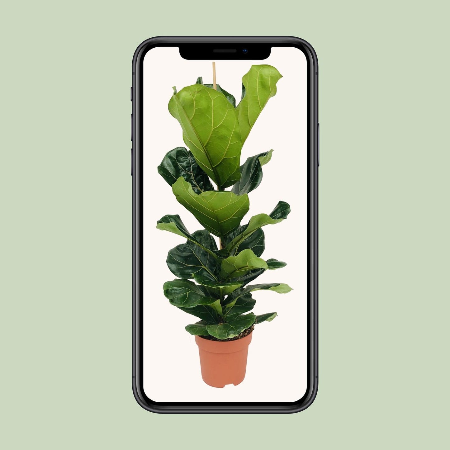 Ficus Lyrata - Große Blätter, Ø21cm, 110cm Höhe
