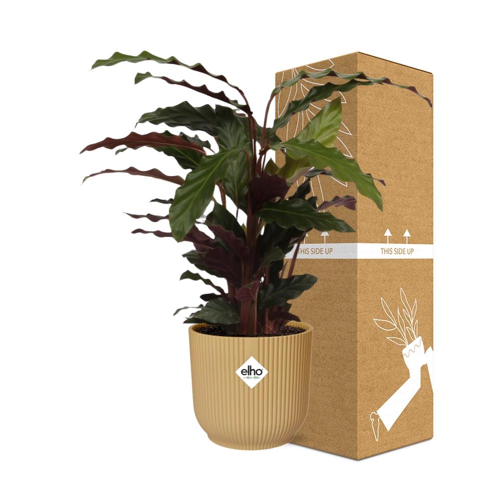Calathea Rufibarba ‘Tropistar’ im ELHO Vibes Fold 14cm Topf