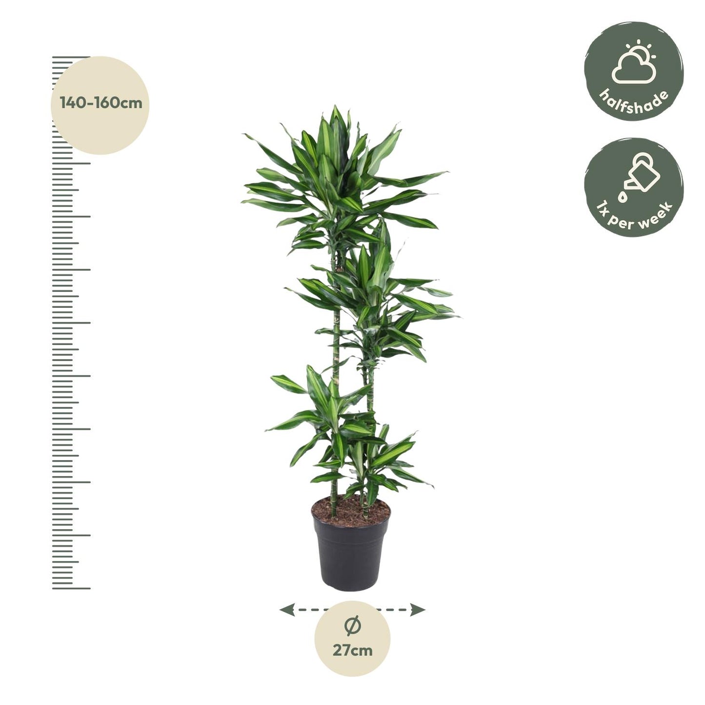 Dracaena Cintho – 150 cm – pflegeleichte Zimmerpflanze