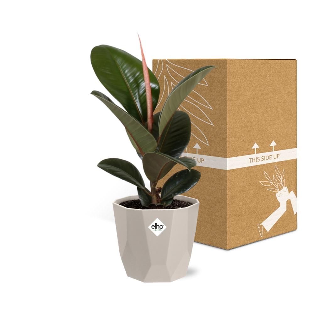 Ficus Elastica ‘Robusta’ in ELHO b.for rock 14 cm warm grey