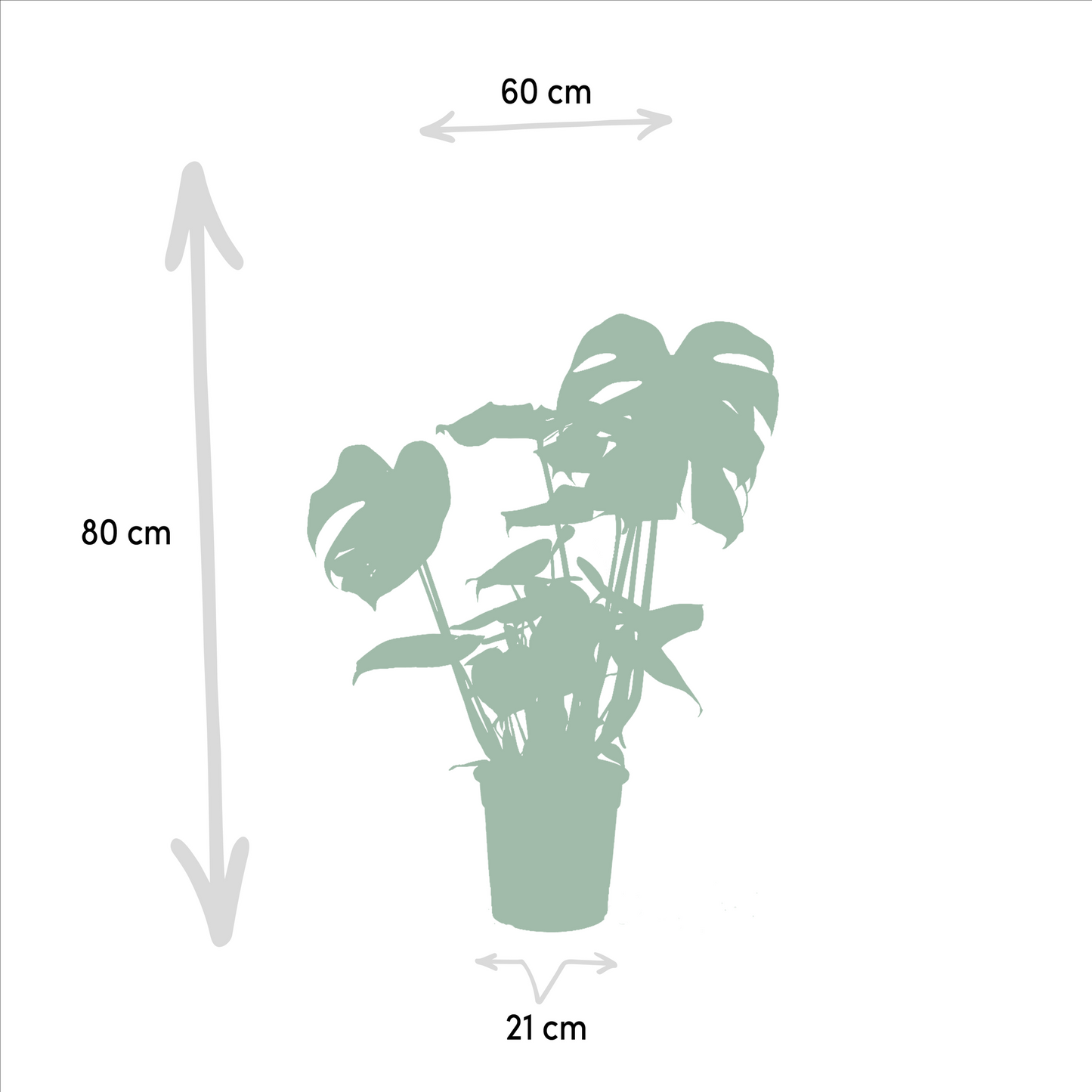 Exklusives Zimmerpflanzen-Set: Monstera, Alocasia & Strelitzia