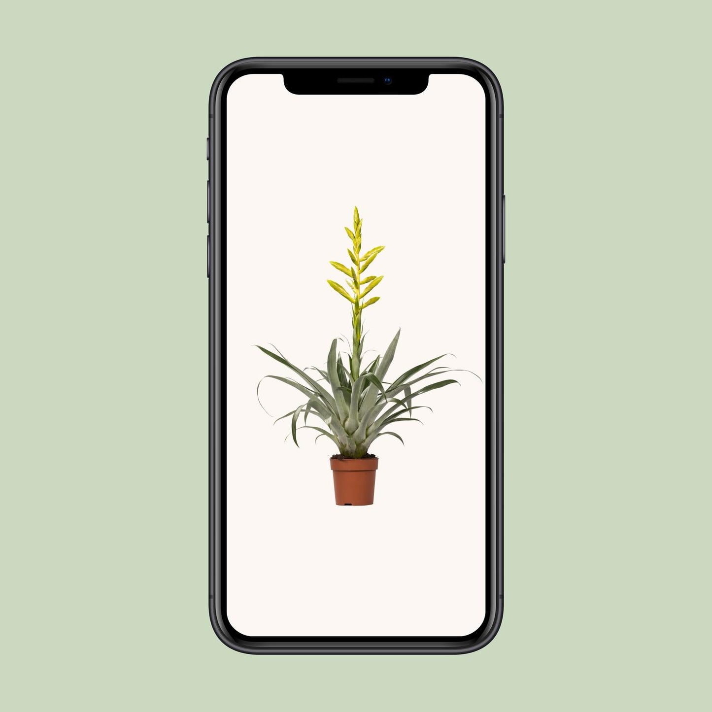 Tillandsia Oerstediana Ø12cm – pflegeleichte Luftpflanze