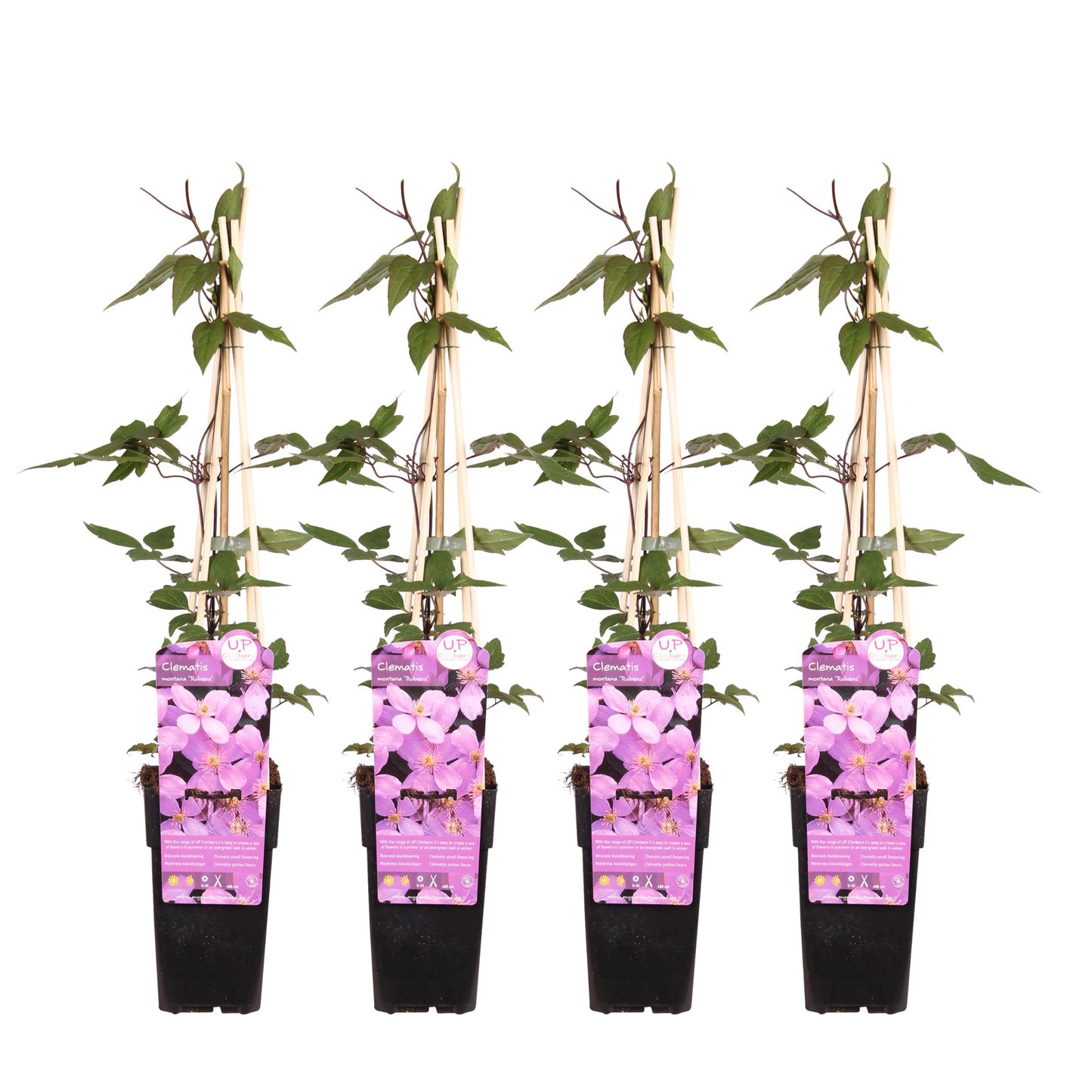 4x Clematis Montana var. rubens – Blühende Kletterpflanze Ø15cm