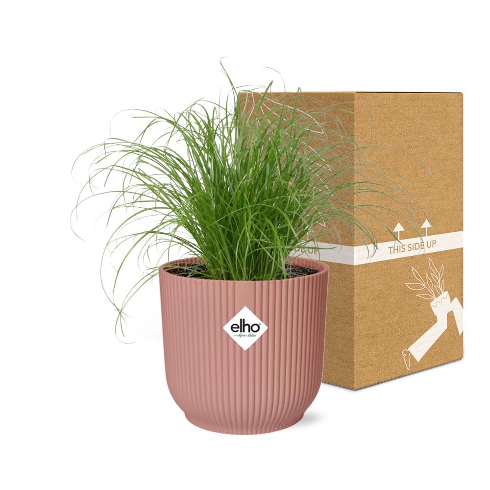 Cyperus Alternifolius Zumula in ELHO Vibes Fold 14cm rosa