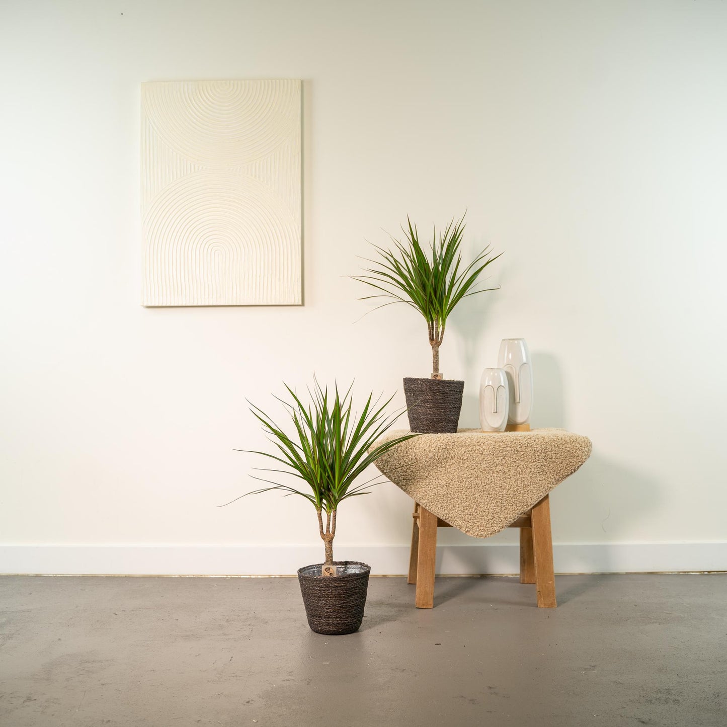 2x Dracaena (Drachenbaum) – Ø14cm, 60cm Höhe