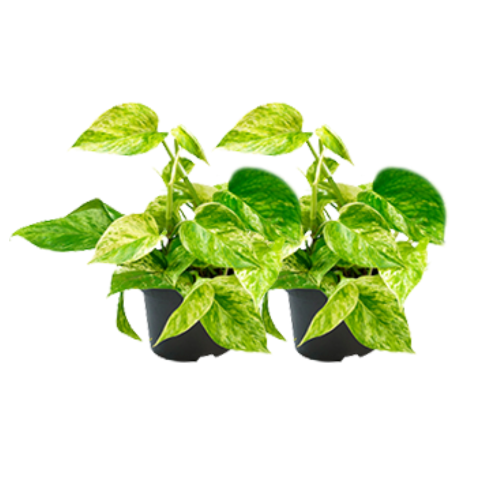 Epipremnum Marble Queen - 2er Set Ø15cm & Ø12cm
