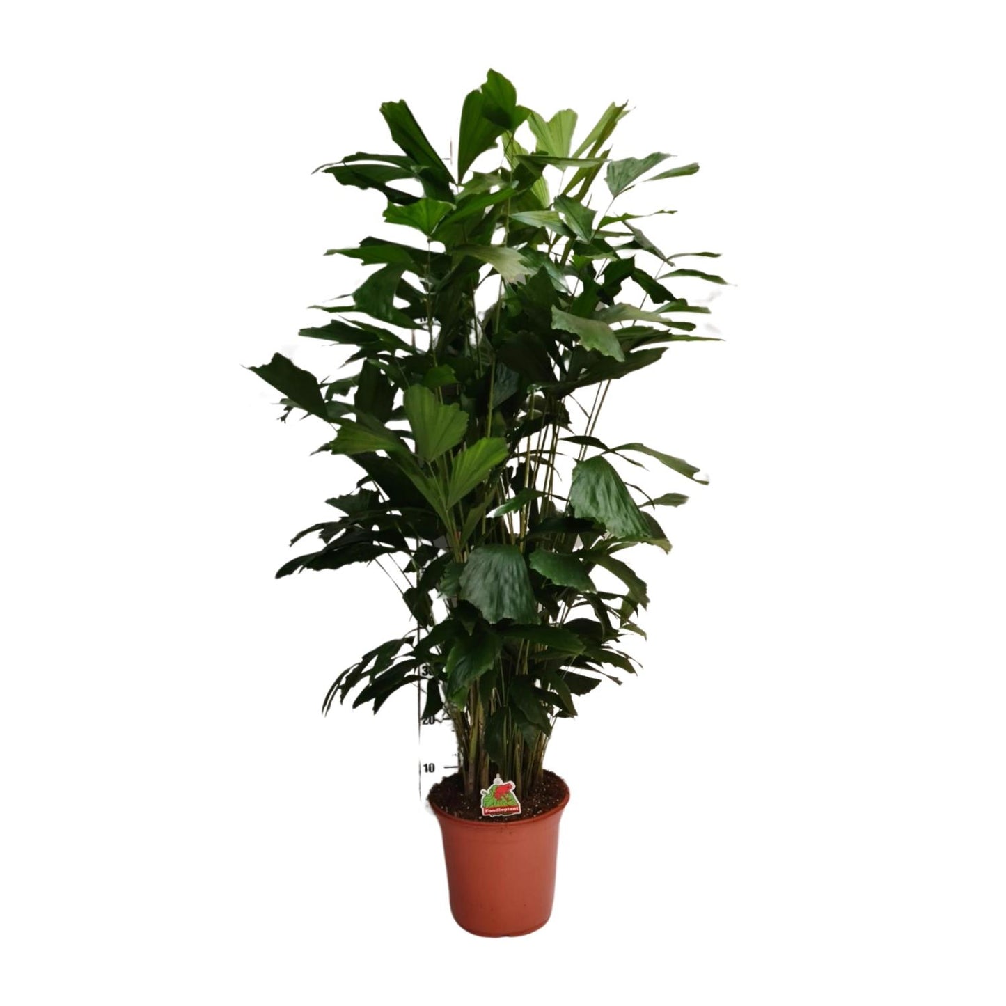 Caryota Mitis – elegante Fishtail-Palme Ø24cm, 120cm hoch