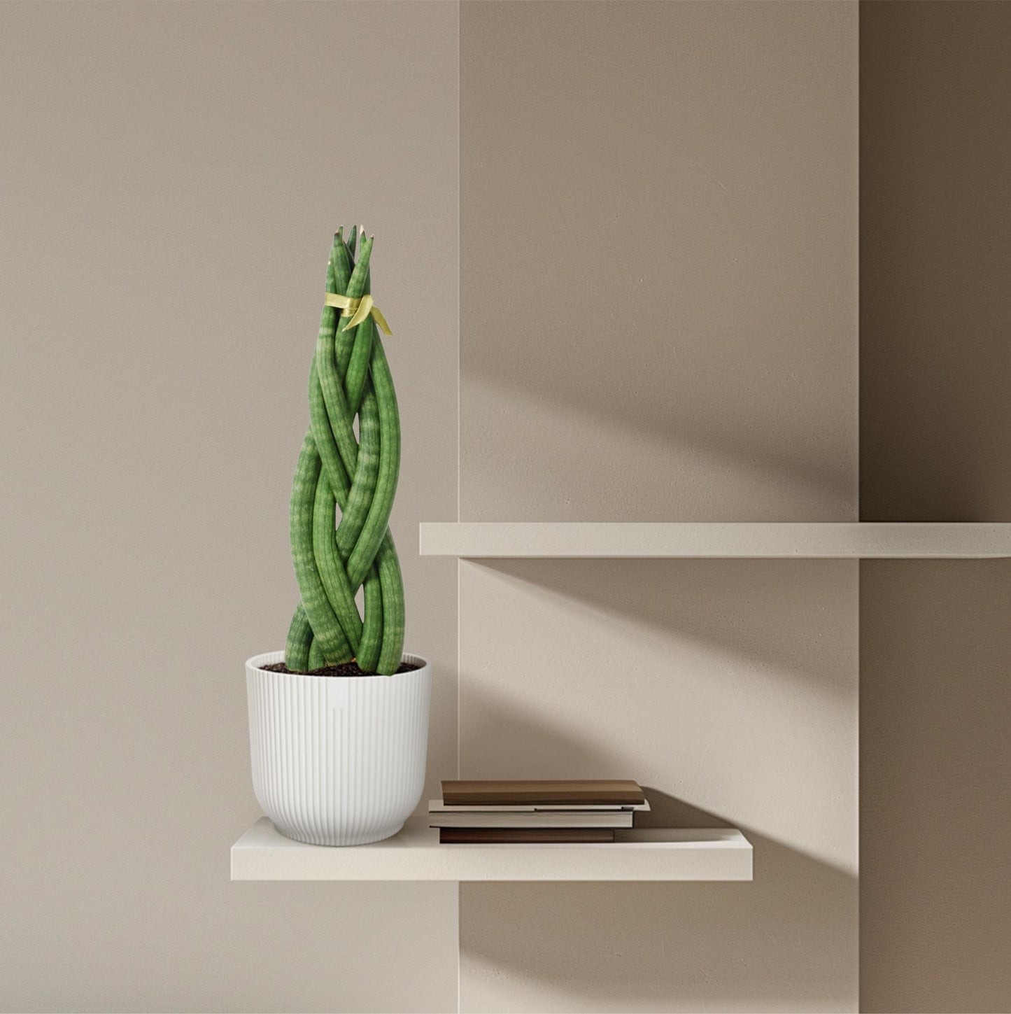 Sansevieria cylindrica 'Twist' – pflegeleichter Bogenhanf 40 cm