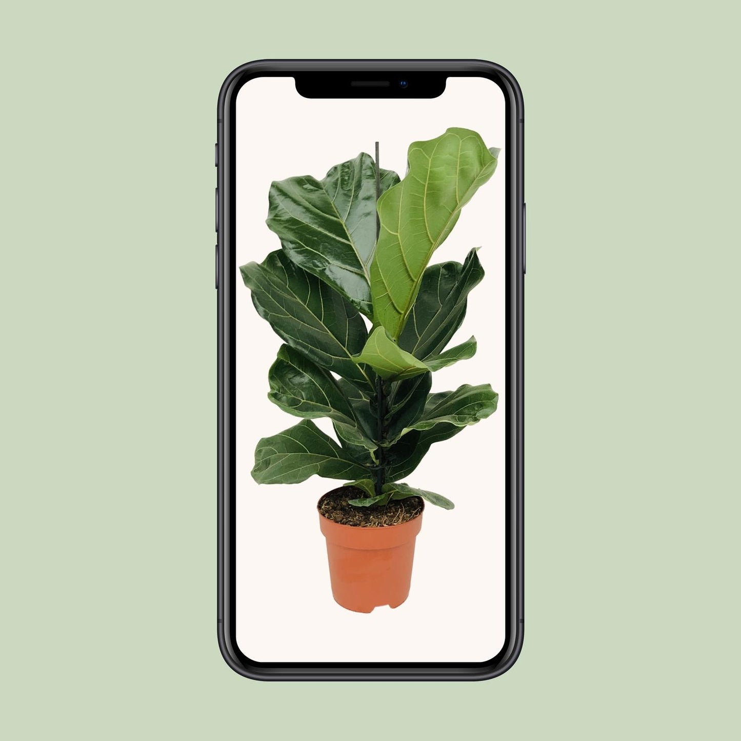 Ficus Lyrata (Geigenfeige) – Ø17cm Topf, ca. 75cm hoch