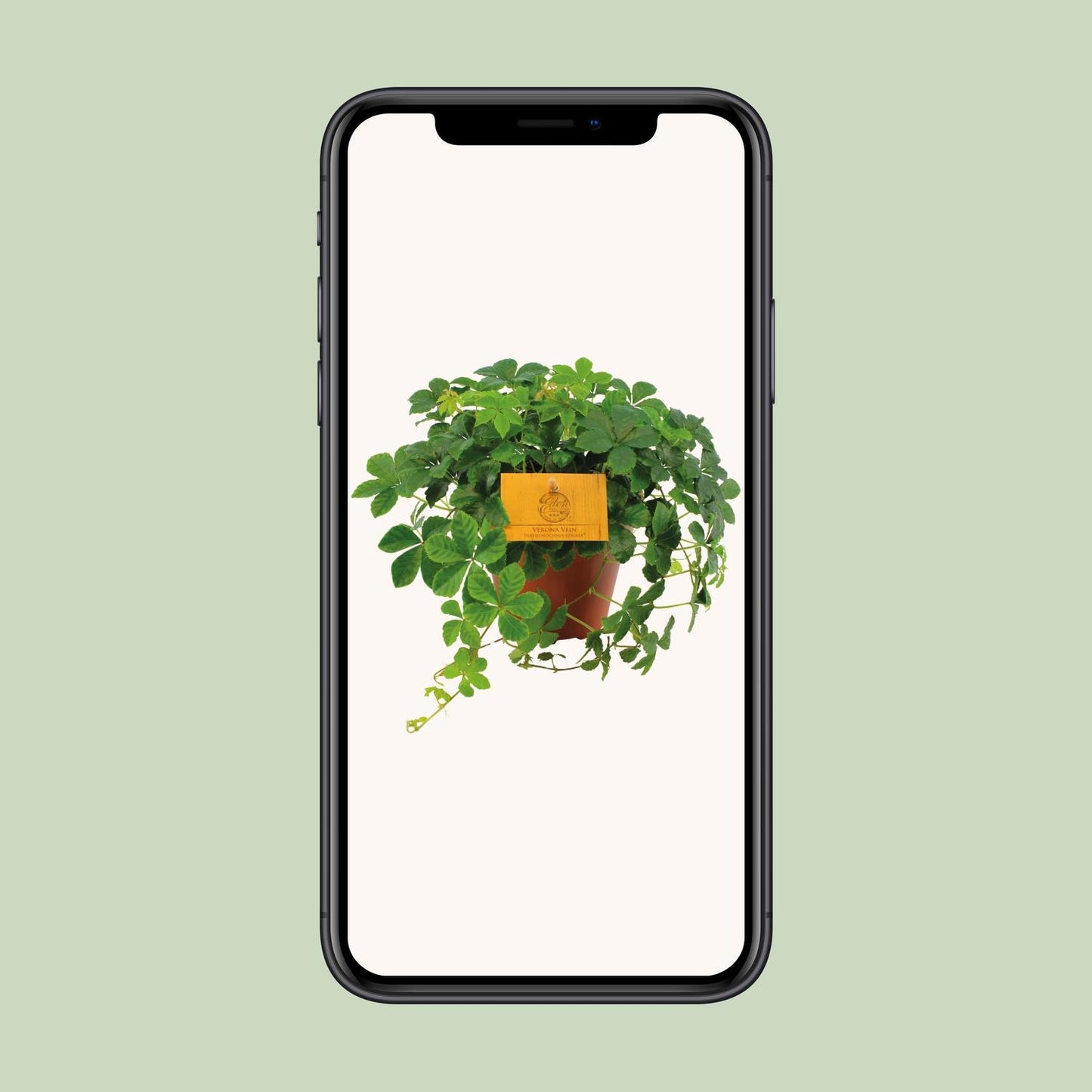 Parthenocissus Striata – Pflegeleichte Jungfernrebe Ø12cm