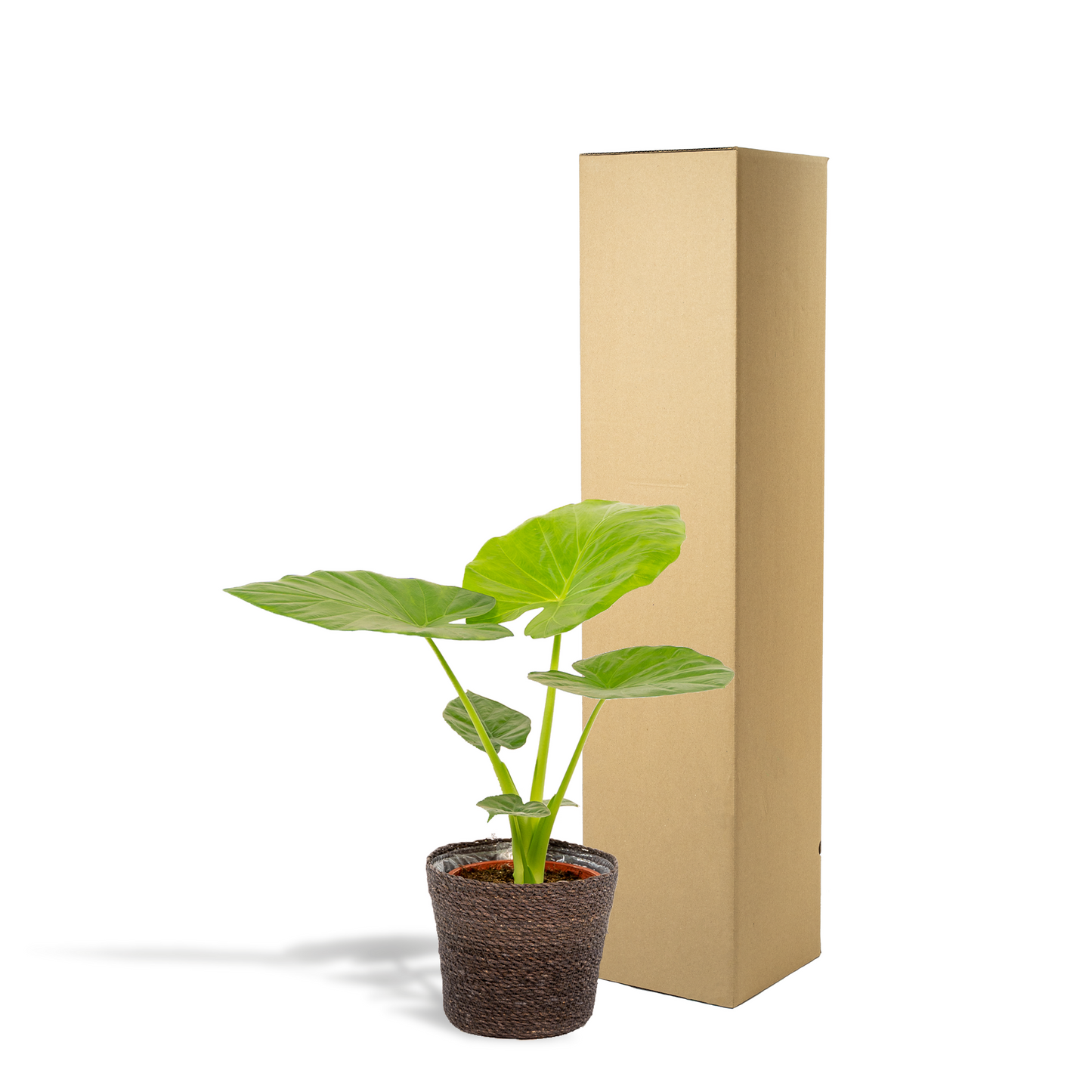 Alocasia Macrorrhiza Elefantenohr Ø19cm mit Korb Igmar
