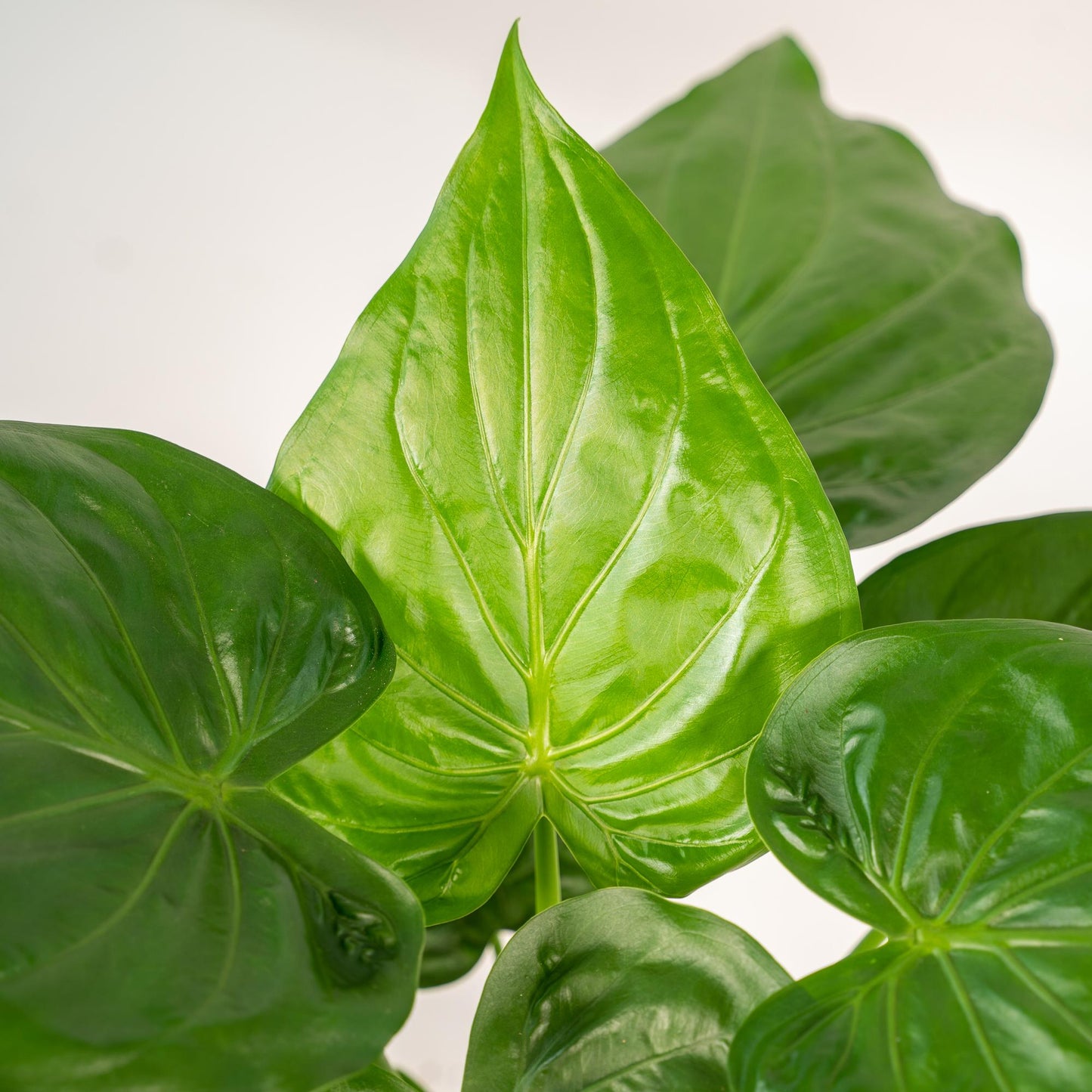 Alocasia Cucullata Ø19cm – Tropisches Elefantenohr mit Korb Selin