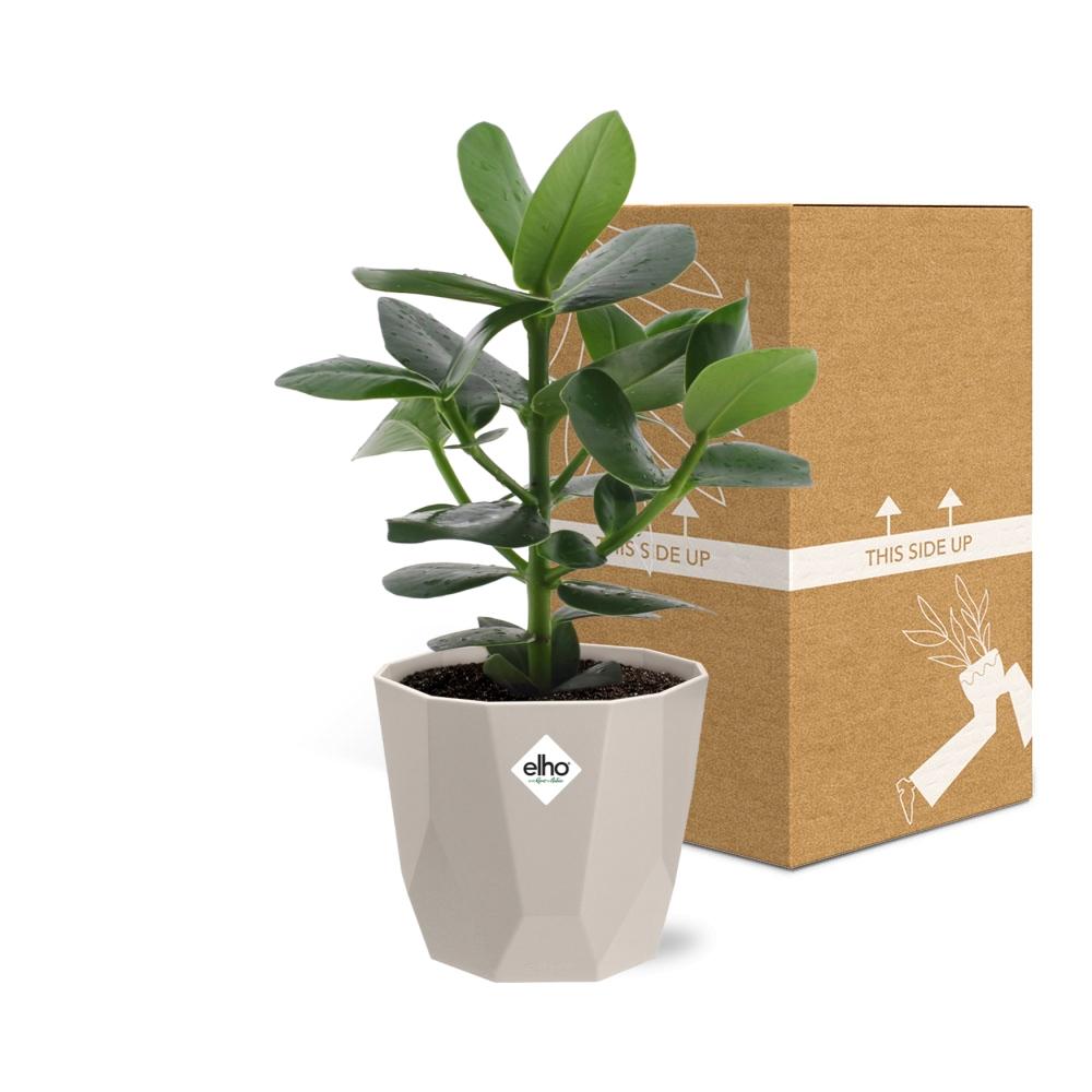 Clusia Princess – Autographenbaum in ELHO b.for rock 14 cm warm grey