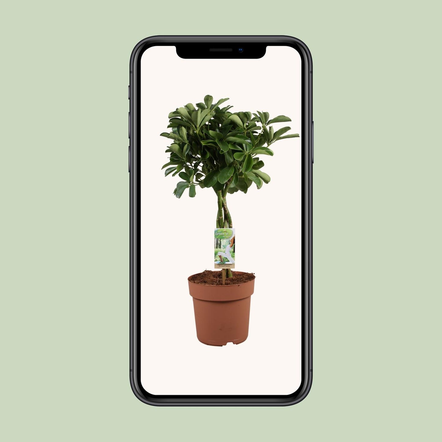 Schefflera Arboricola Nora – Pflegeleichte Schirmpflanze Ø21cm