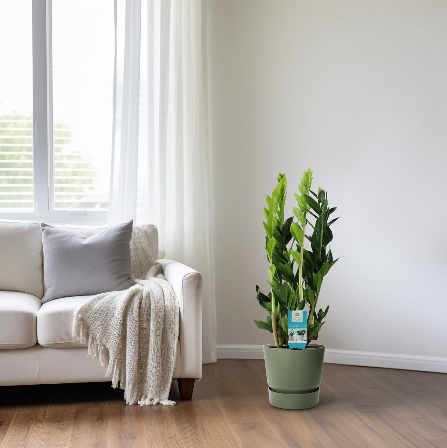 Zamioculcas Zamiifolia – Pflegeleichte ZZ-Pflanze Ø17cm, 65cm