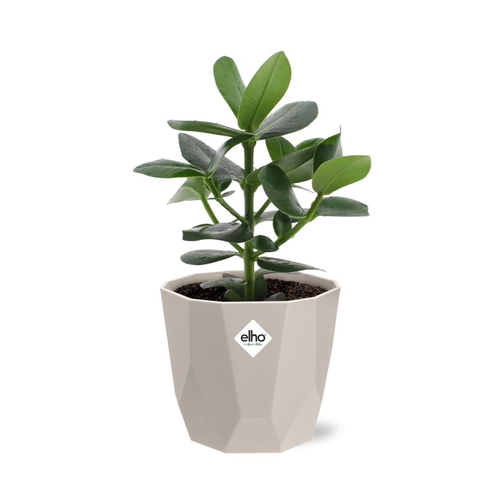 Clusia Princess – Autographenbaum in ELHO b.for rock 14 cm warm grey