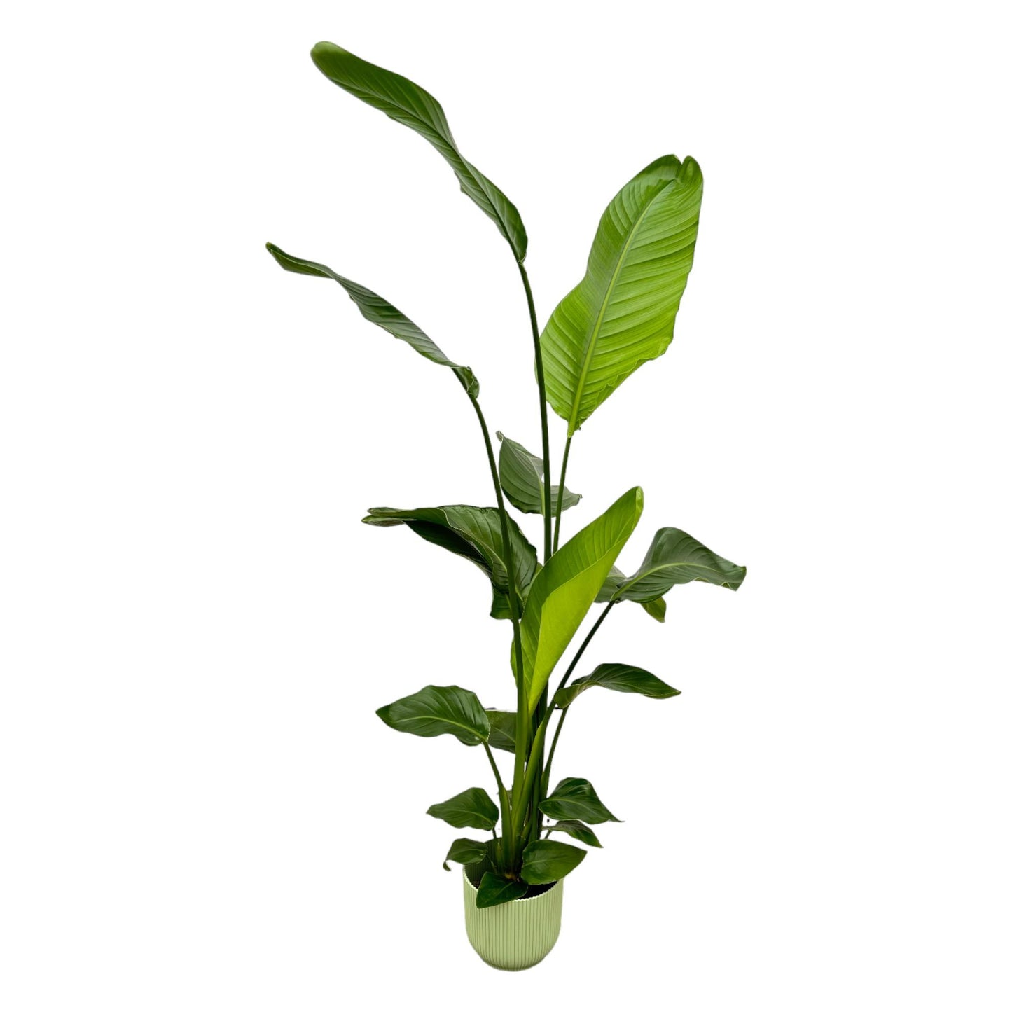 Strelitzia Nicolai mit elho Vibes Fold Round Topf – 130 cm