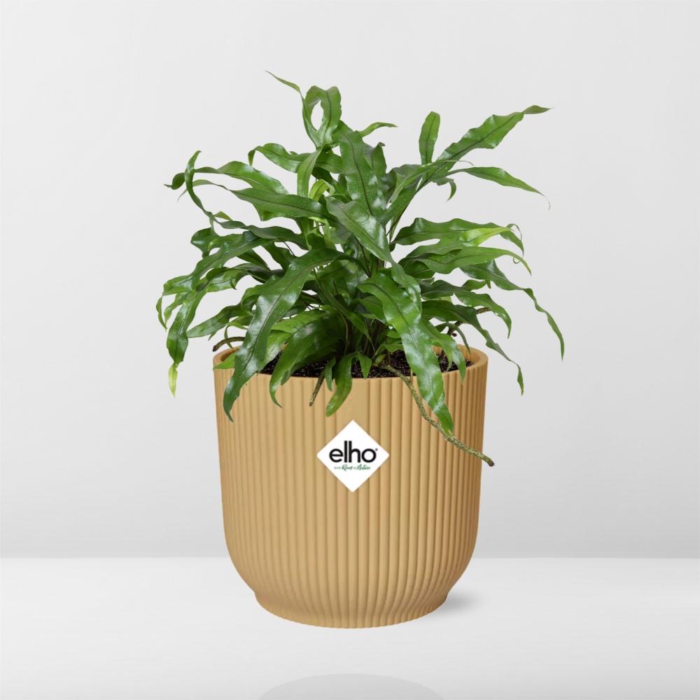 Känguru-Farn (Microsorum Diversifolium) in ELHO Vibes Fold 14cm gelb