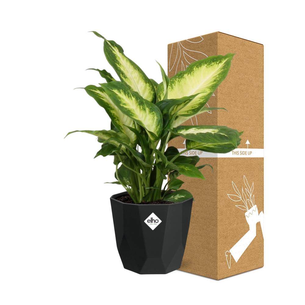 Dieffenbachia ‘Camilla’ – Pflegeleichte Zimmerpflanze im 14cm Topf