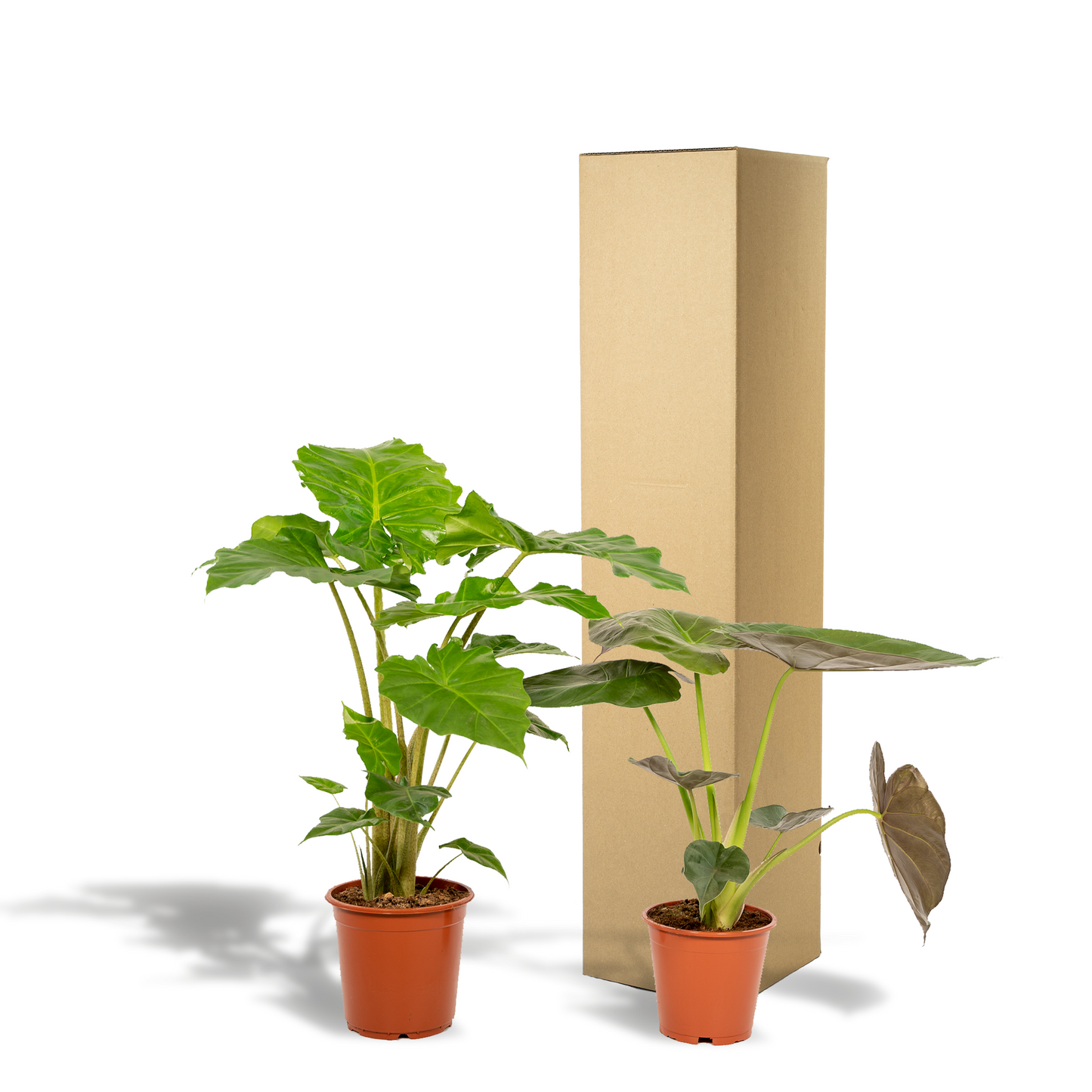 Alocasia Wentii & Portodora – Tropisches Zimmerpflanzen-Set