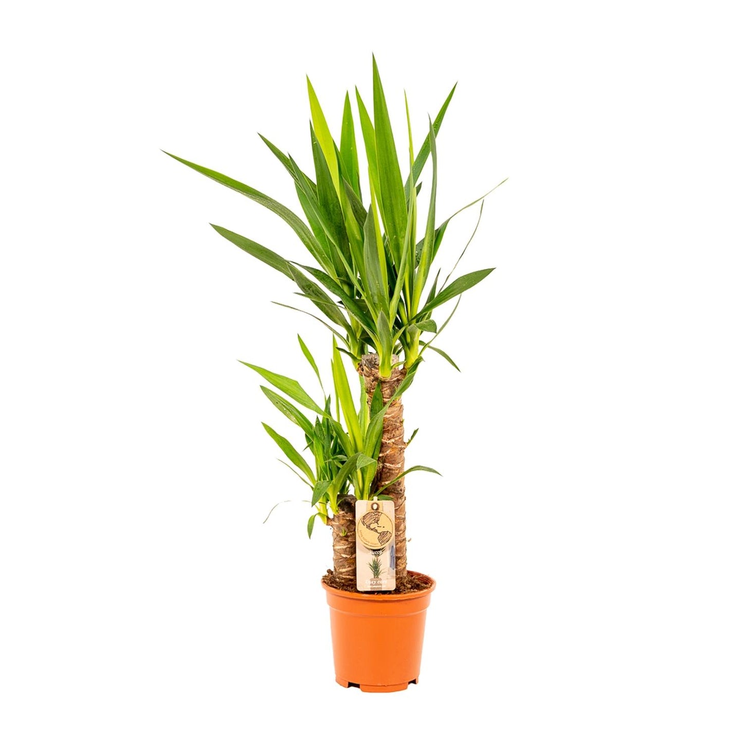 Yucca Palmlilie Ø17cm – Pflegeleichte XXL Zimmerpflanze