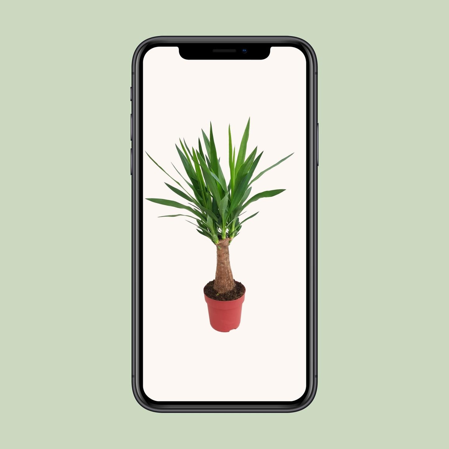Yucca 'Maya Tree' – Pflegerleichte XXL-Zimmerpflanze Ø19cm
