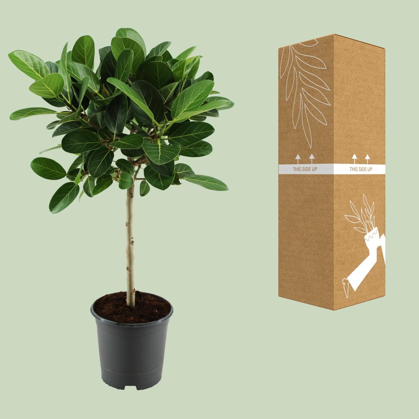 Ficus benghalensis Petite Audrey – Pflegeleichter Halbschatten-Ficus Ø21cm