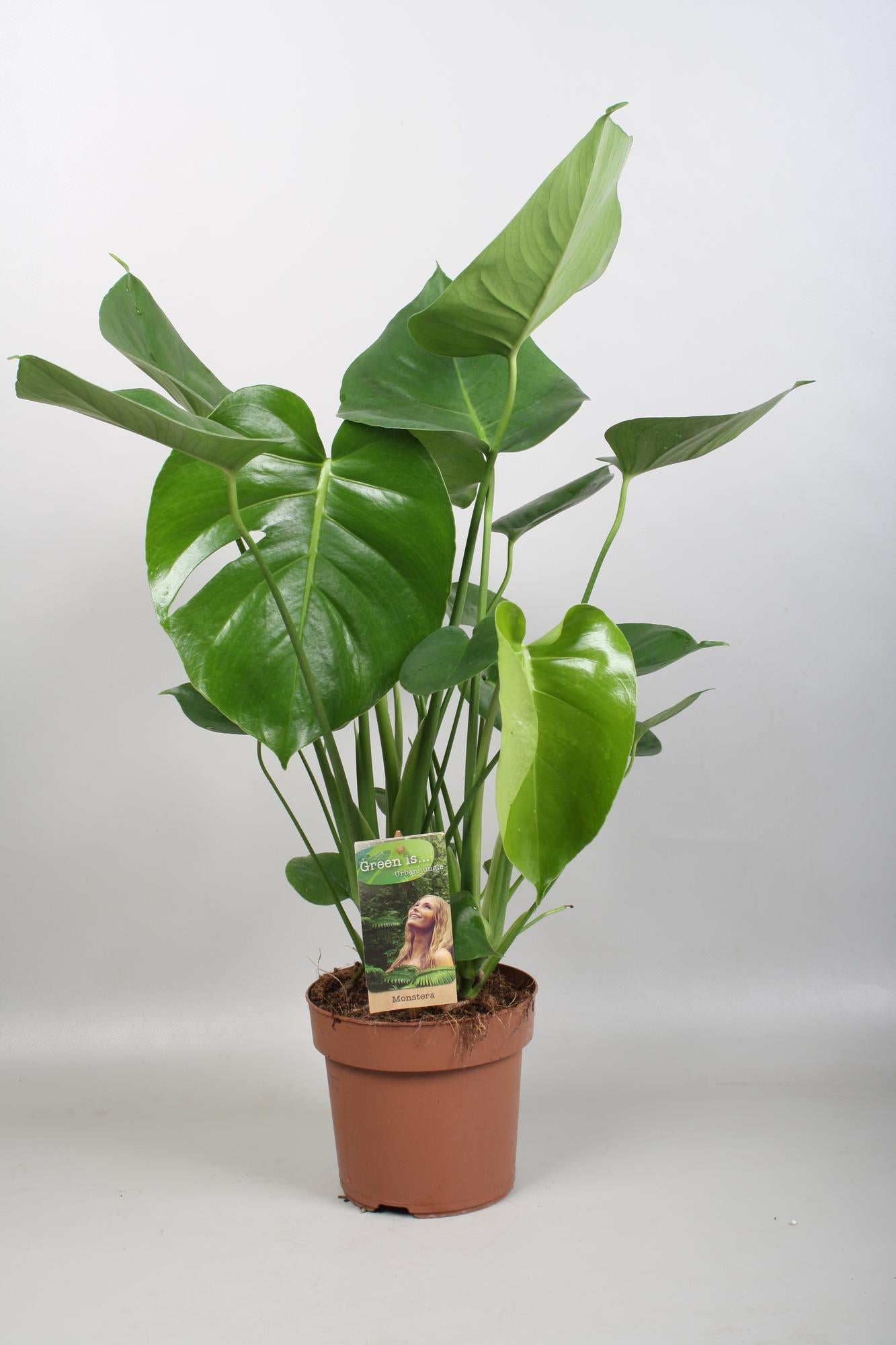 Monstera Deliciosa – Pflegeleichte Fensterblatt-Pflanze Ø17cm