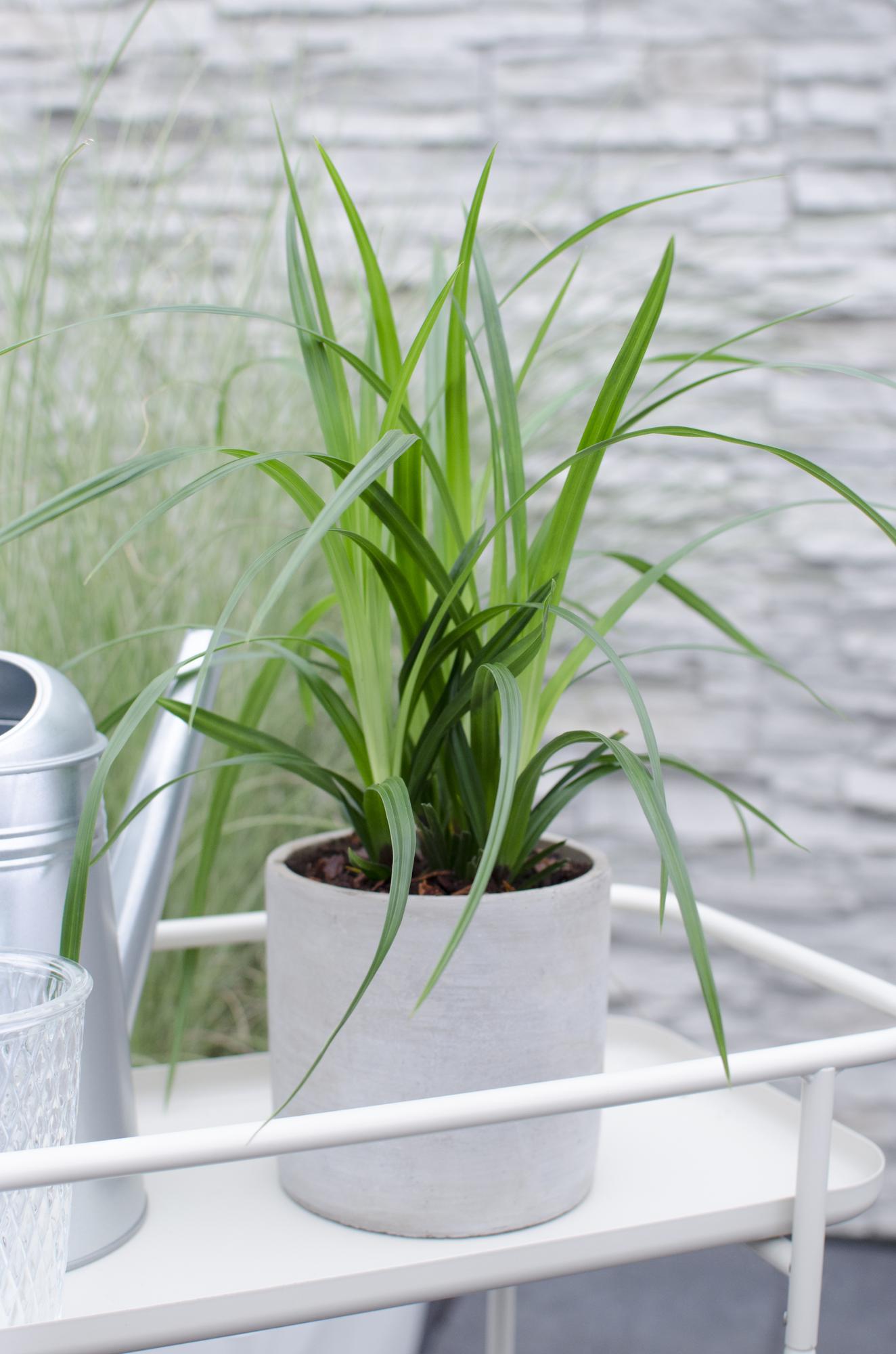 3x Carex morrowii 'Irish Green' - Robust & Pflegeleicht Ø14cm