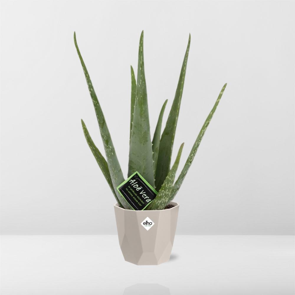 Aloe Vera 12 cm im ELHO b.for rock Topf warm grey
