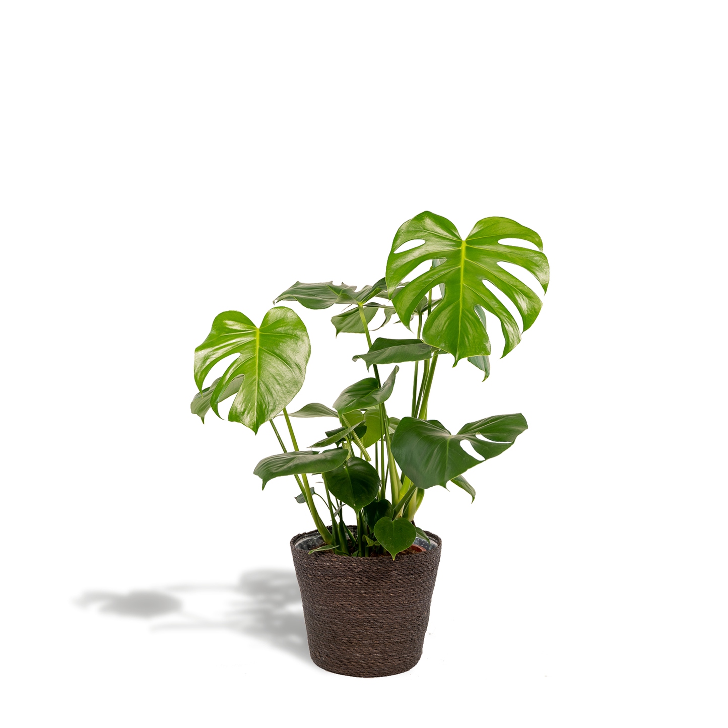 Monstera Deliciosa im stilvollen Korb Ø21cm, 80cm hoch