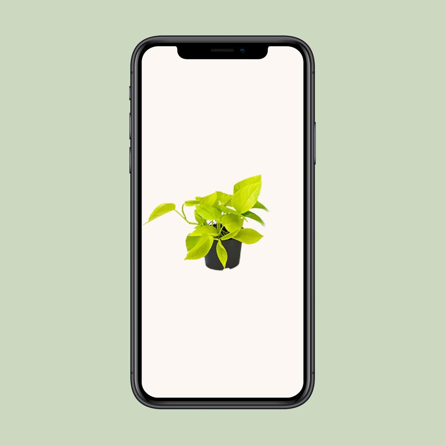 Epipremnum Golden Pothos – pflegeleichte Zimmerpflanze Ø12 cm