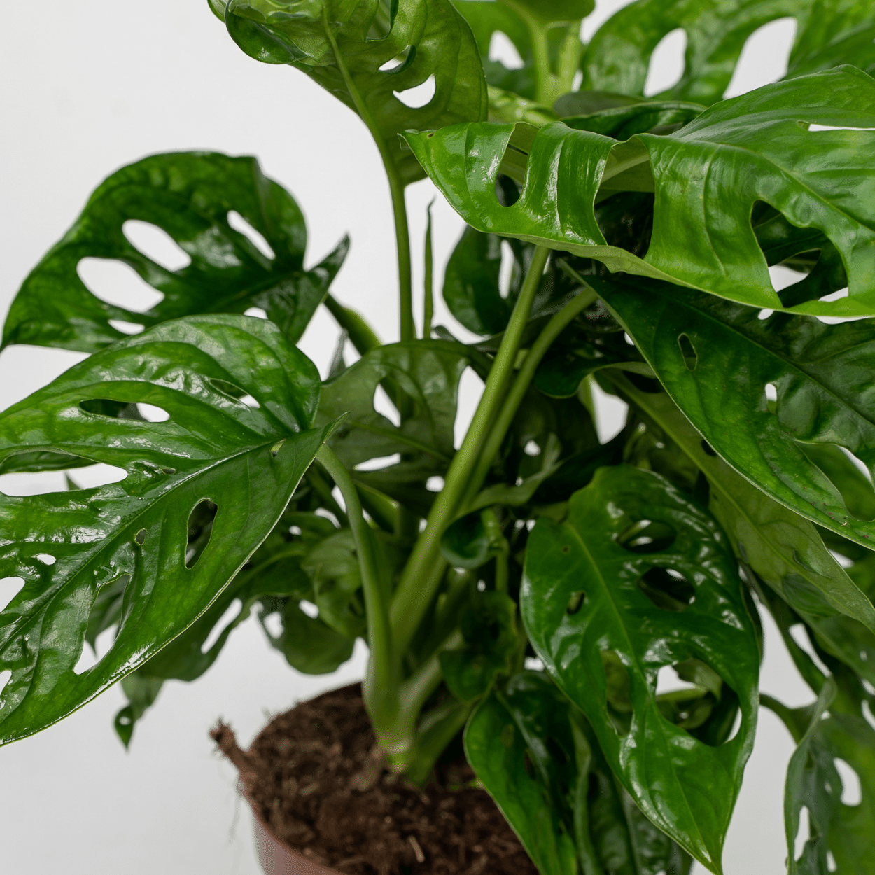 2x Monstera Monkey Leaf – Pflegeleichte Lochpflanzen 30cm