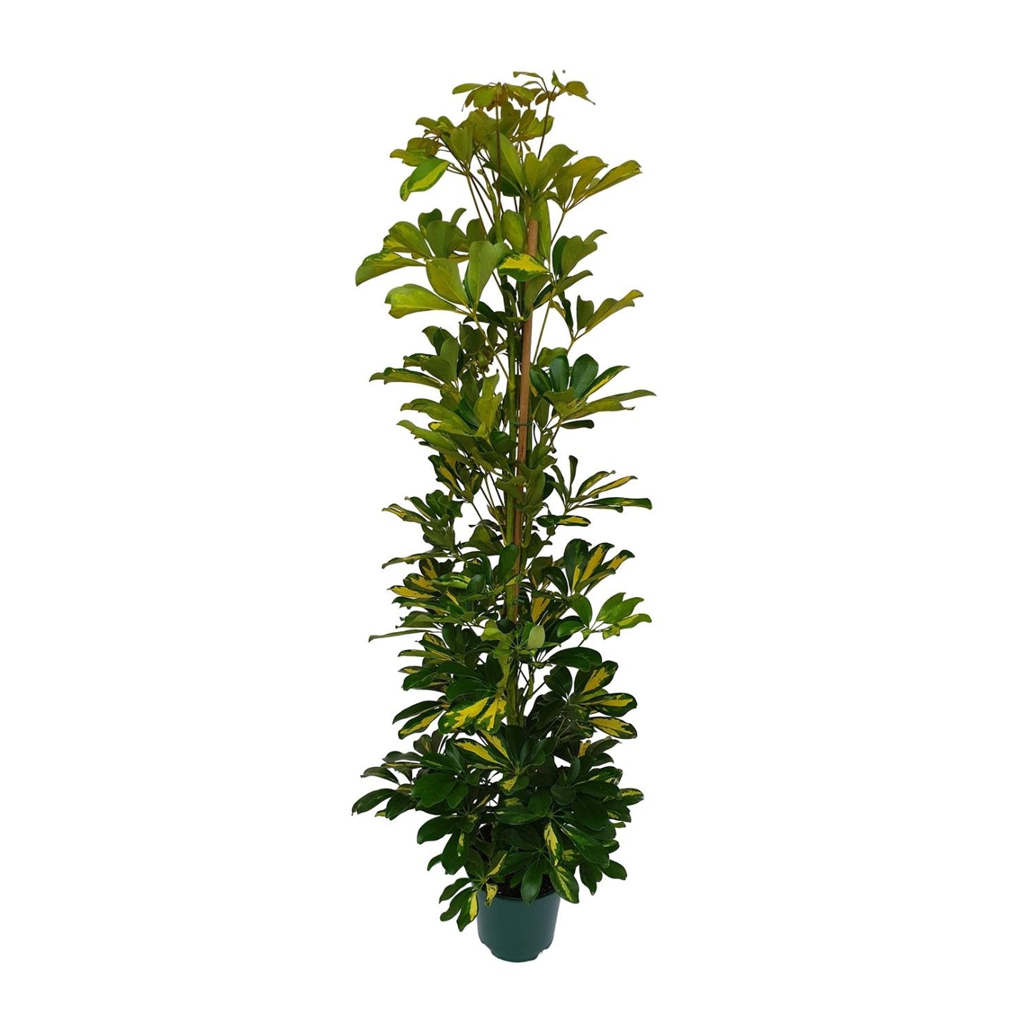 Schefflera Arboricola Gerda Ø20cm – Pflegeleichte Zimmerpflanze