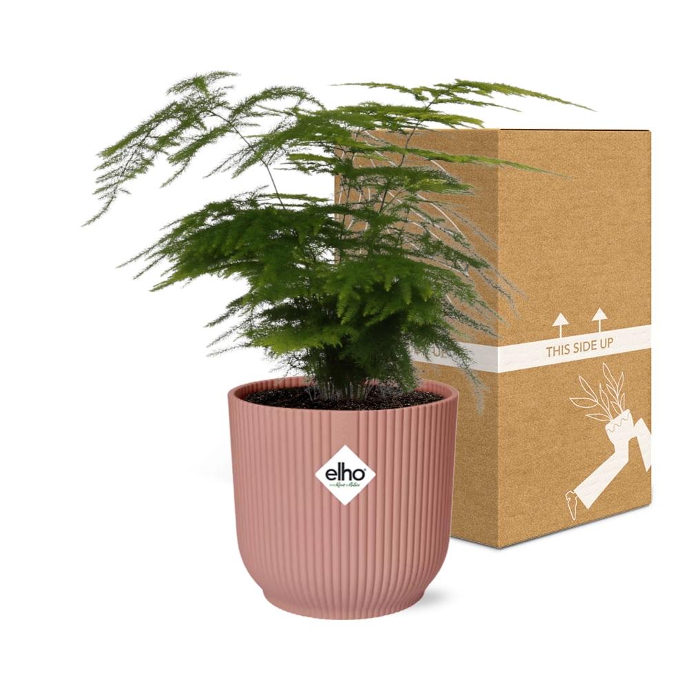 Asparagus Setaceus ‘Plumosus’ im ELHO Vibes Fold 14cm Topf rosa
