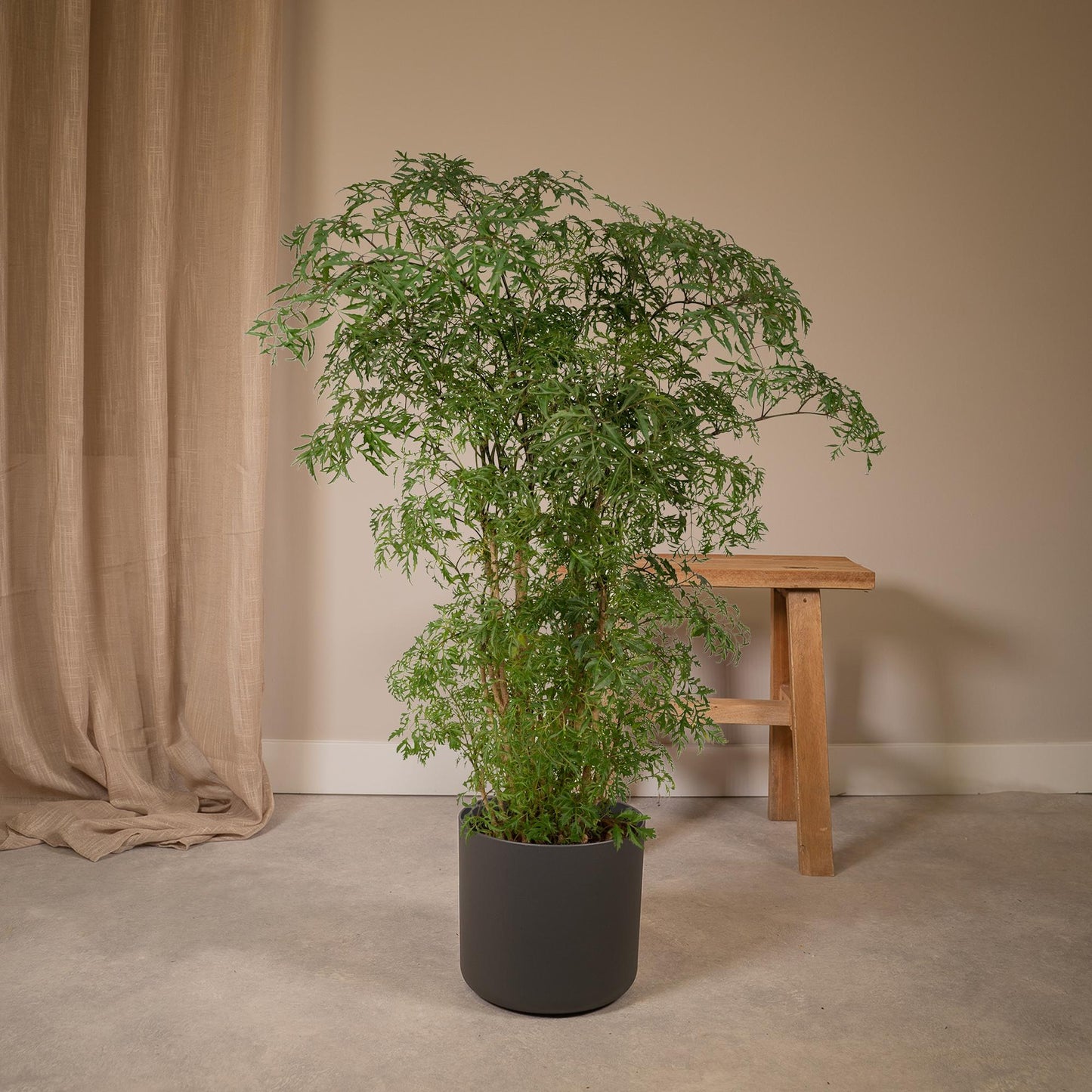 Polyscias Fruticosa (Aralia) – Stilvolle, pflegeleichte Zimmerpflanze Ø21cm