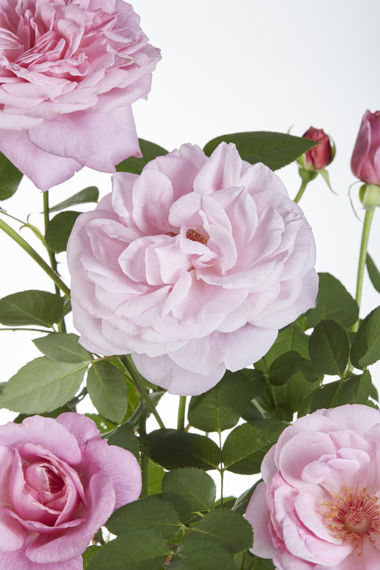 Rosa Crazy in Love 'Pink' – Kletterrose Ø15cm, ca. 65cm hoch