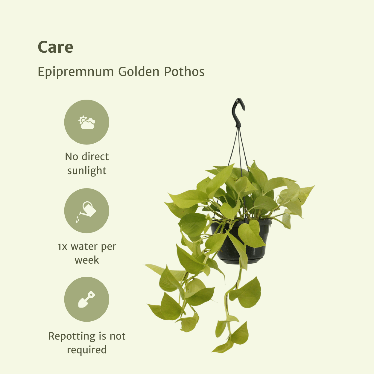 Epipremnum Golden Pothos (Scindapsus) – 2er Set Ø15cm Topf