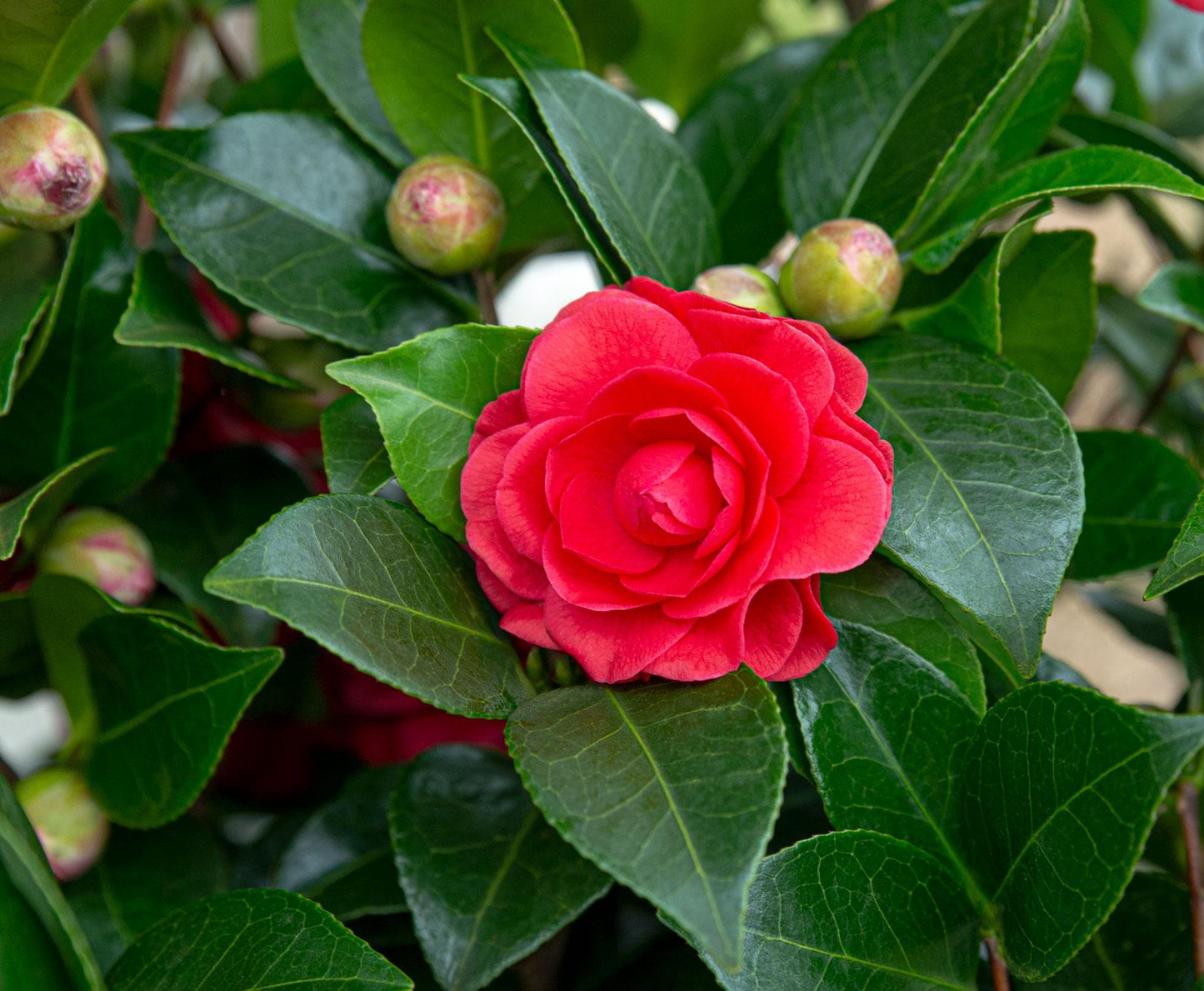 Camellia japonica 'Black Lace' – Eleganter immergrüner Strauch