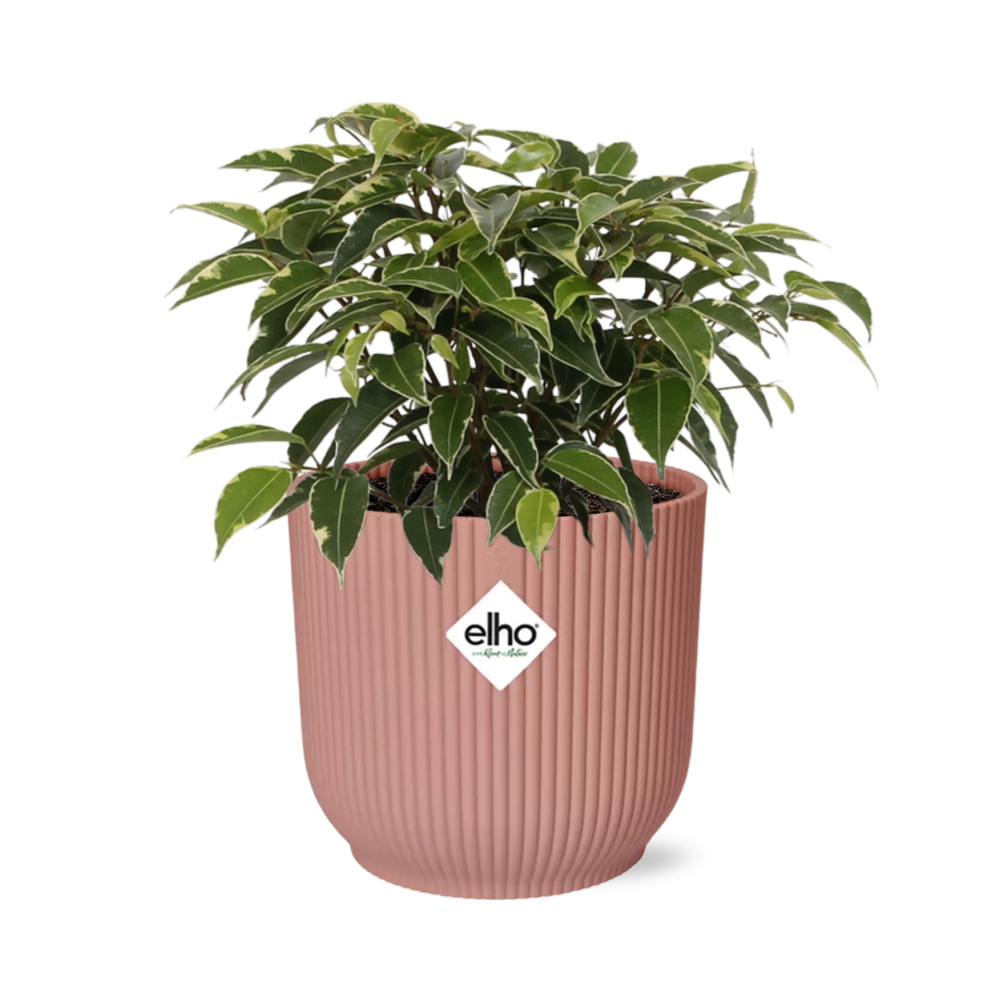 Ficus Benjamina Kinky im ELHO Vibes Fold 14cm Topf rosa