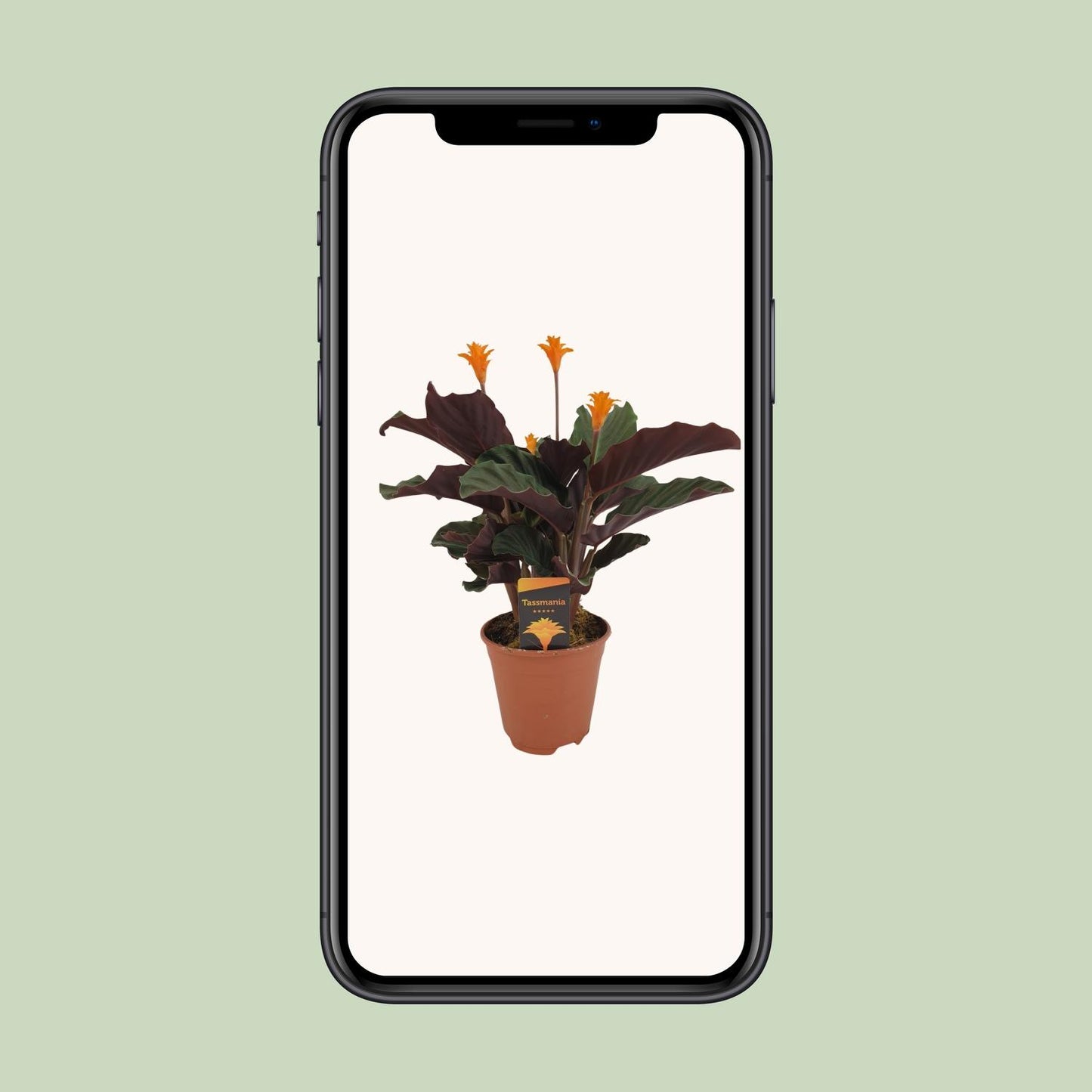 Calathea Crocata – Pflegeleichte & farbenfrohe Zimmerpflanze Ø14cm