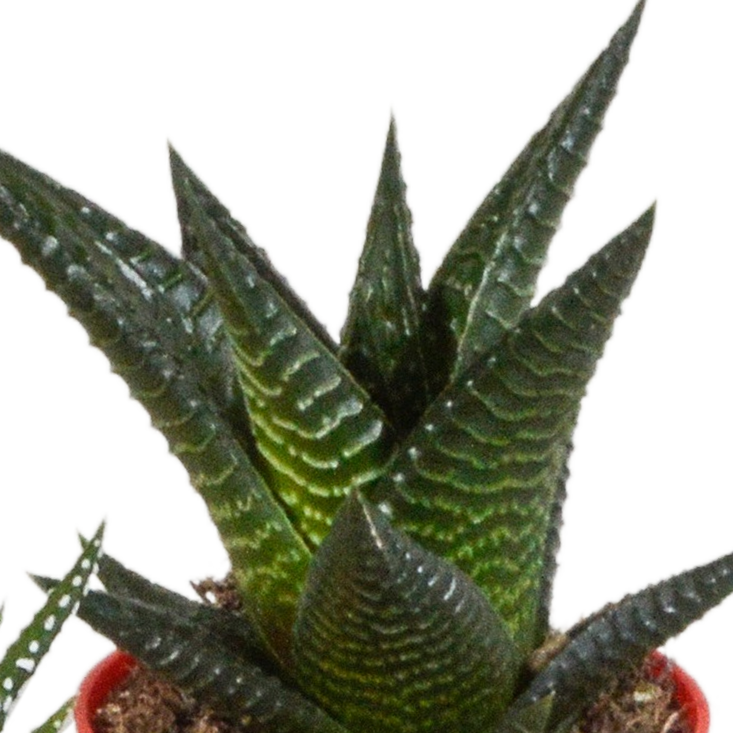 Gasteria & Haworthia Mischung im farbigen Topf 5x 5,5cm
