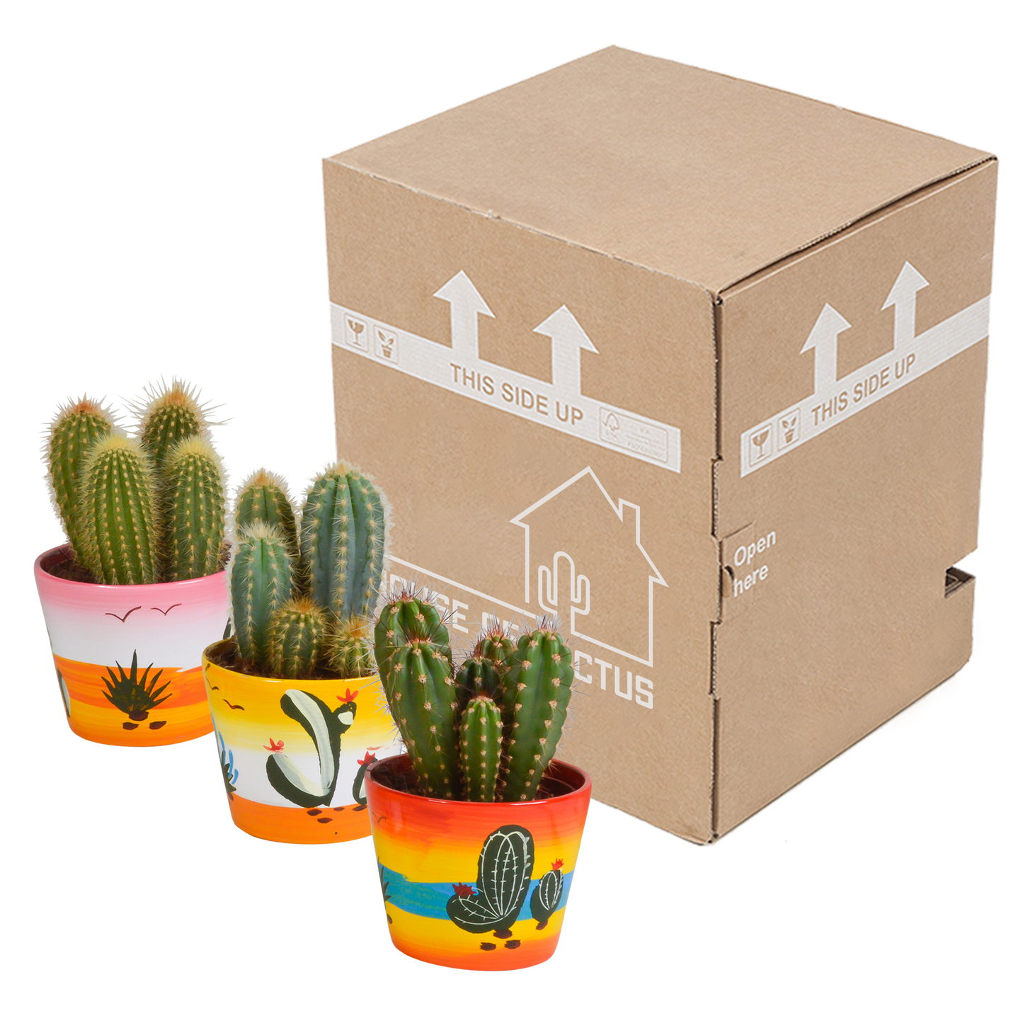 Cereus-Mischung 3er Set in handbemaltem Mexiko-Topf 10,5 cm