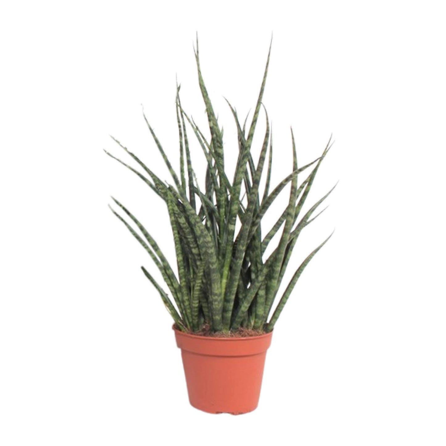 Sansevieria Fernwood Punk – Pflegeleichte Schwiegermutterzunge Ø12cm