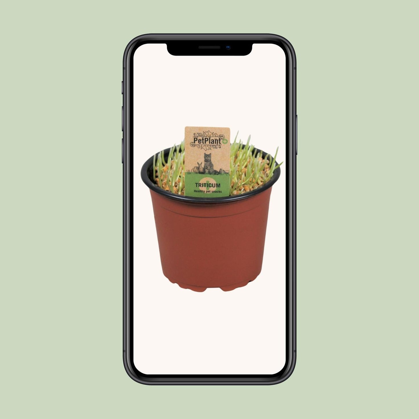 Katzen-Gras PetPlant Ø12cm – Gesund & Pflegeleicht