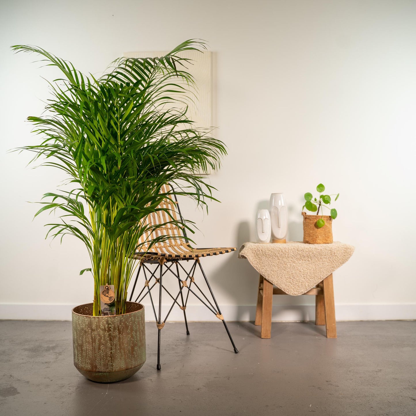 Areca-Palme im Topf – 130 cm Höhe, Ø 24 cm