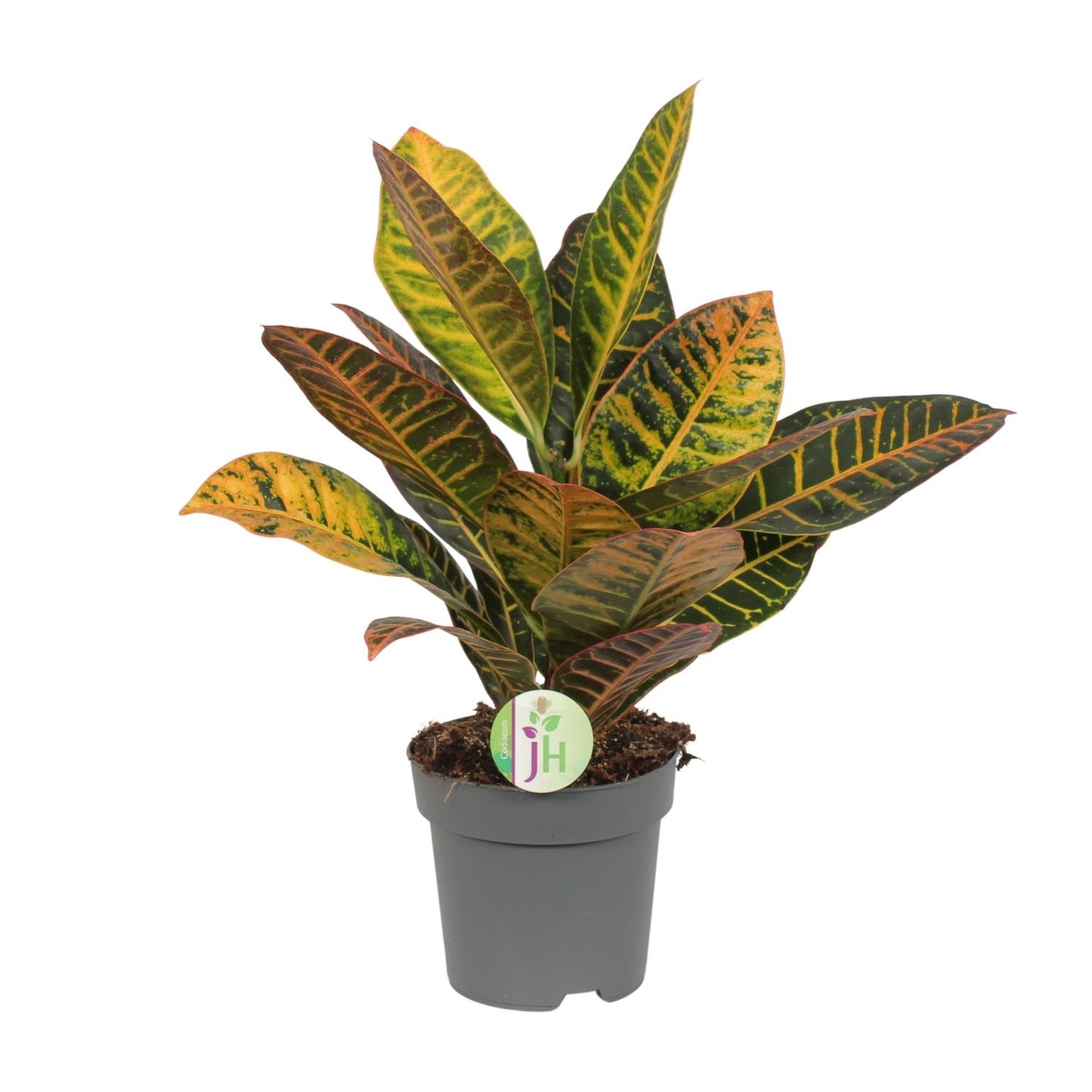Codiaeum Petra – Croton – Ø17cm Topf, ca. 45cm hoch
