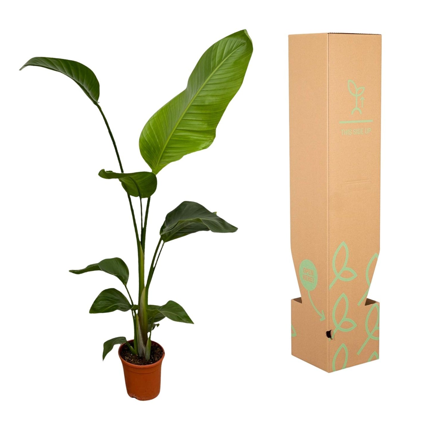 2x Strelitzia Nicolai – Exotische XXL Zimmerpflanze 100 cm