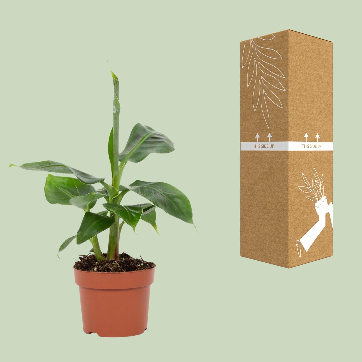 Musa Tropicana Zimmer-Bananenbaum Ø12cm, 27cm hoch