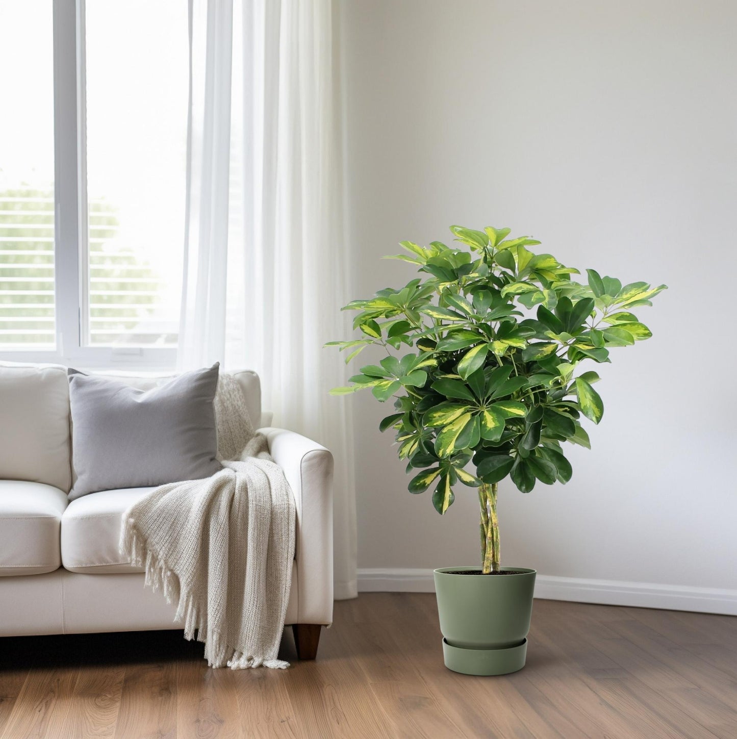 Schefflera Arboricola Gold Capella Ø19cm, 75cm hoch